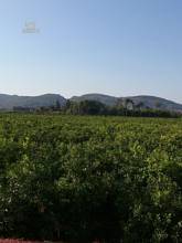 Thumbnail von ***Stadthaus in Alcantera de Xuquer***