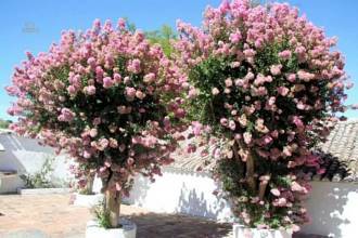 Thumbnail von Luxus-Villa in Ronda R2354576