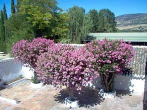 Thumbnail von Luxus-Villa in Ronda R2354576