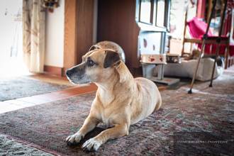 Thumbnail von immobilien-lindstedt.de / PANORAMABLICK BIS ZUR GERMANIA GEFÄLLIG IN GAU-ALGESHEIM?