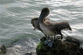 Thumbnail von 15133 Captiva Drive