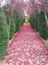 Thumbnail von Royales Anwesen zwischen Berlin und Hamburg