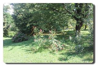 Thumbnail von Immogold IMI 923 Villa renoviert, in schöner, sonniger Lage