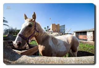 Thumbnail von Immogold Mallorca, MWS 15-064-MWOH Finca, für Pferdeliebhaber