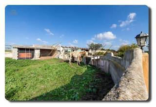 Thumbnail von Immogold Mallorca, MWS 15-064-MWOH Finca, für Pferdeliebhaber