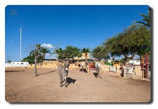 Thumbnail von Immogold Mallorca, MWS 15-064-MWOH Finca, für Pferdeliebhaber