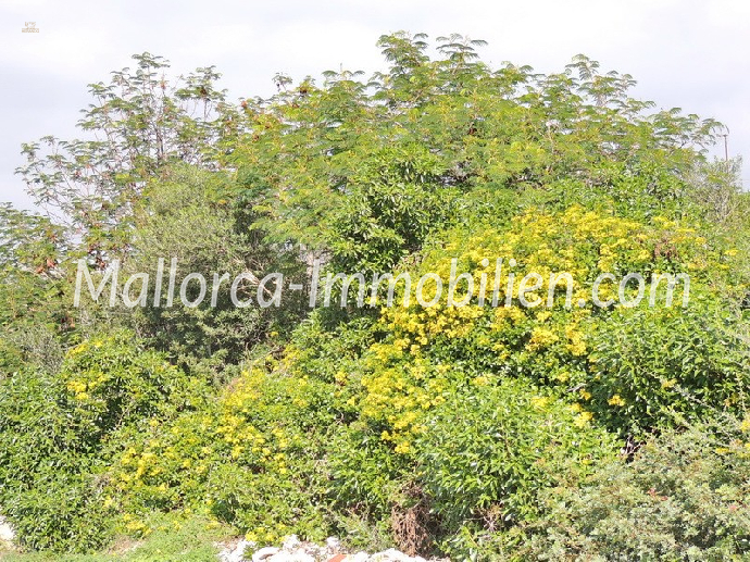 GRUNDSTÜCK IN EINFAMILIENHAUS LAGE UND NAHE DEM STRAND