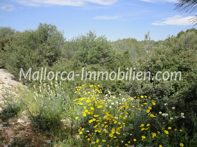 BAUGRUNDSTÜCK IN DER HAFENANLAGE VON CALA D'OR