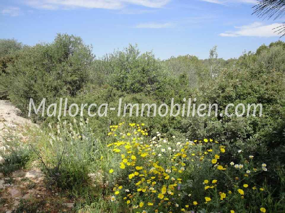 BAUGRUNDSTÜCK IN DER HAFENANLAGE VON CALA D'OR