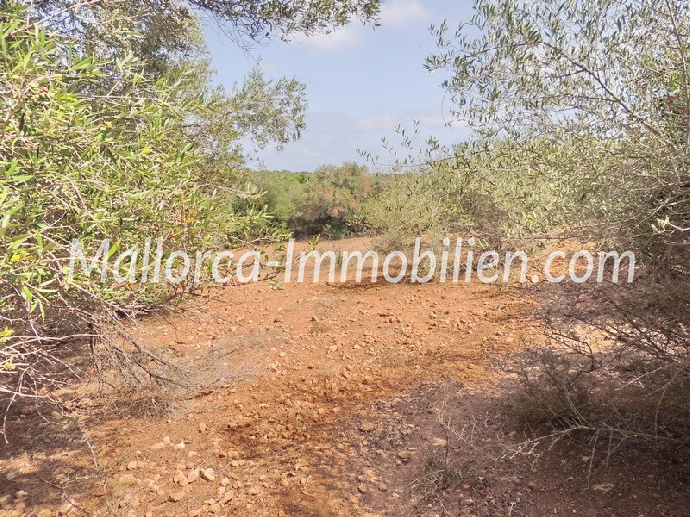 Thumbnail von BAUGRUNDSTÜCK MIT PANORAMABLICK