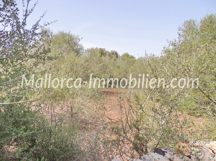 Thumbnail von BAUGRUNDSTÜCK MIT PANORAMABLICK