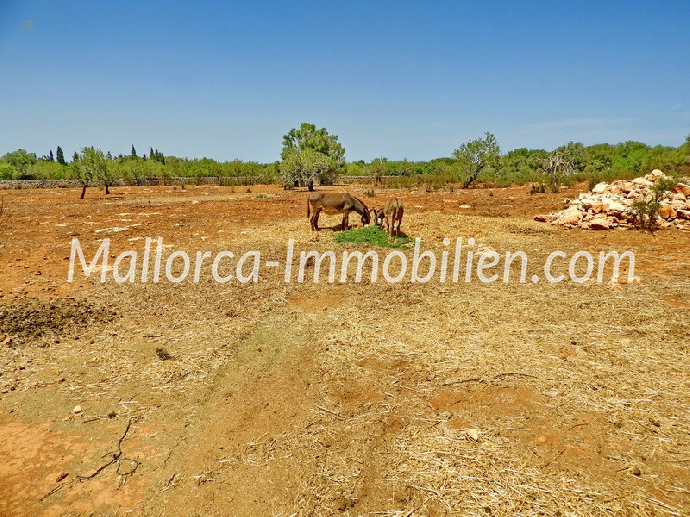 Thumbnail von BAUGRUNDSTÜCK IN WUNDERSCHÖNER LAGE