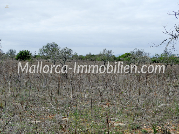 Thumbnail von BAUGRUNDSTÜCK MIT MEERWEITBLICK