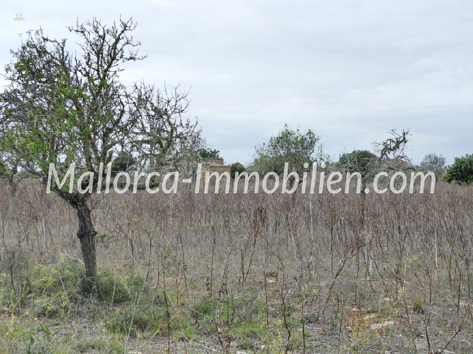 Thumbnail von BAUGRUNDSTÜCK MIT MEERWEITBLICK