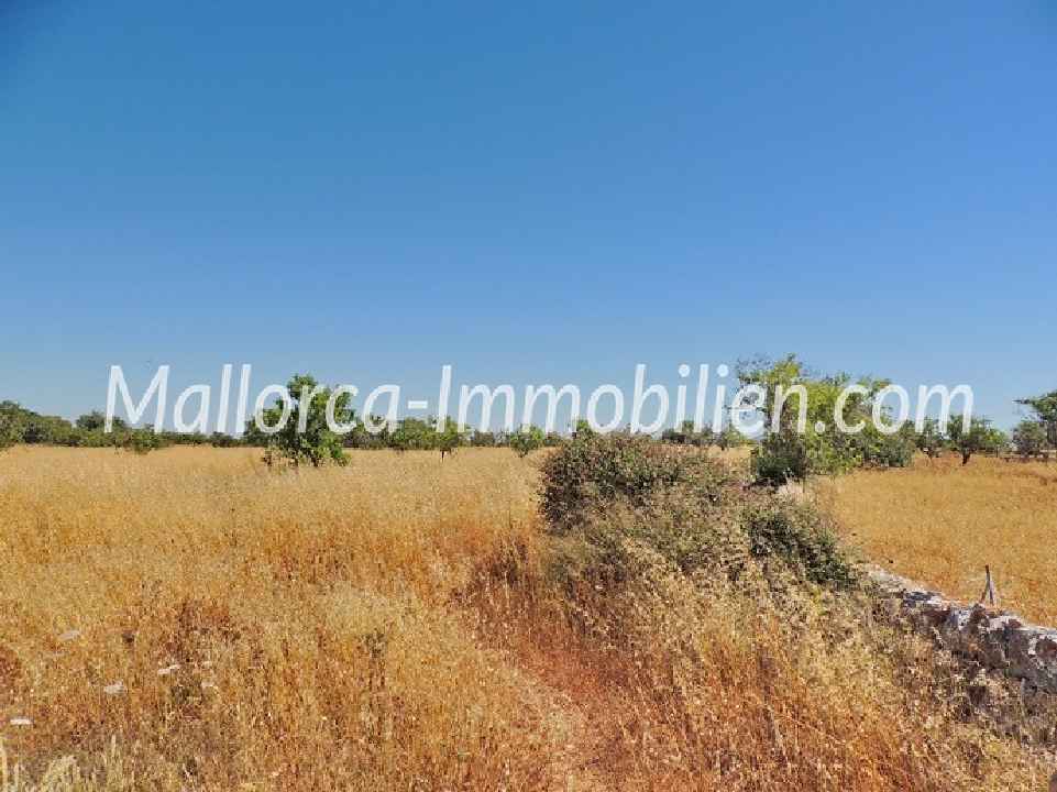 EBENES GRUNDSTÜCK MIT BAUMBESTAND UND PANORAMABLICK