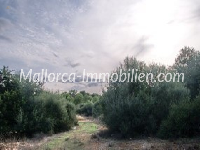 GRUNDSTÜCK FÜR 3 HÄUSER NAHE DEM STRAND