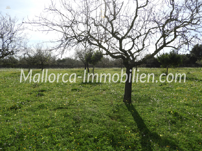 Thumbnail von GRUNDSTÜCK MIT MEERBLICK VOM ERSTEN STOCK MIT PROJEKT