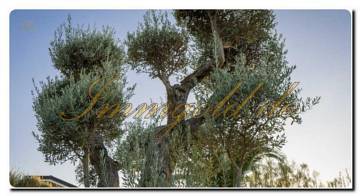 Thumbnail von Immogold reizende Villa mit Pool und herrlichem Panorama-Meerblick