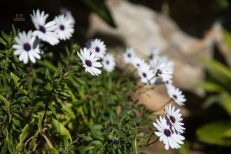 Thumbnail von Villa For Sale in Calahonda, Málaga