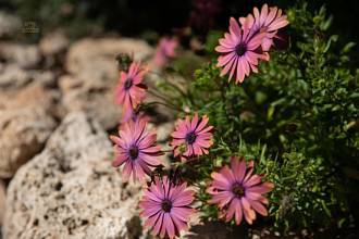 Thumbnail von Villa For Sale in Calahonda, Málaga