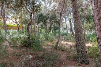 Thumbnail von Land For Sale in Capdepera, Baleares