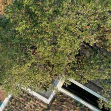 Thumbnail von Benahavís Villa ES134453