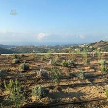 Thumbnail von Benahavís Villa ES134465