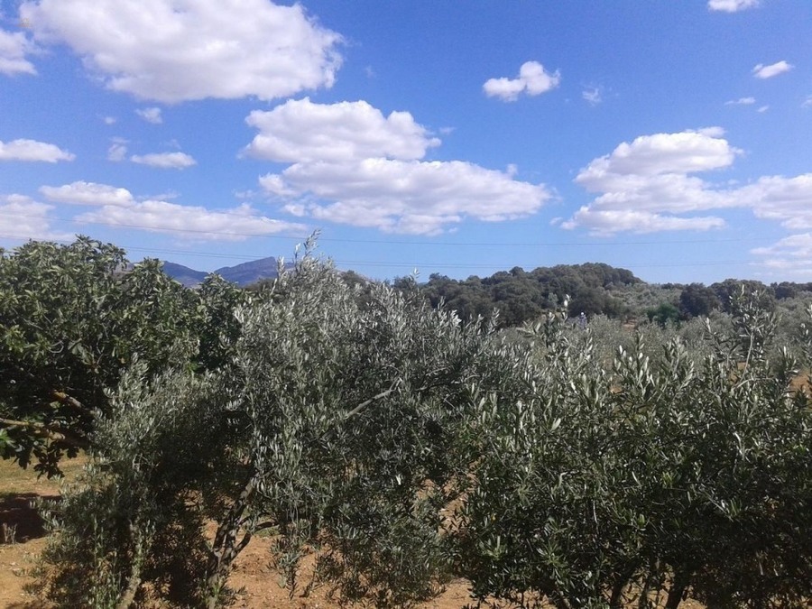 Thumbnail von Other For Sale in Archidona, Málaga