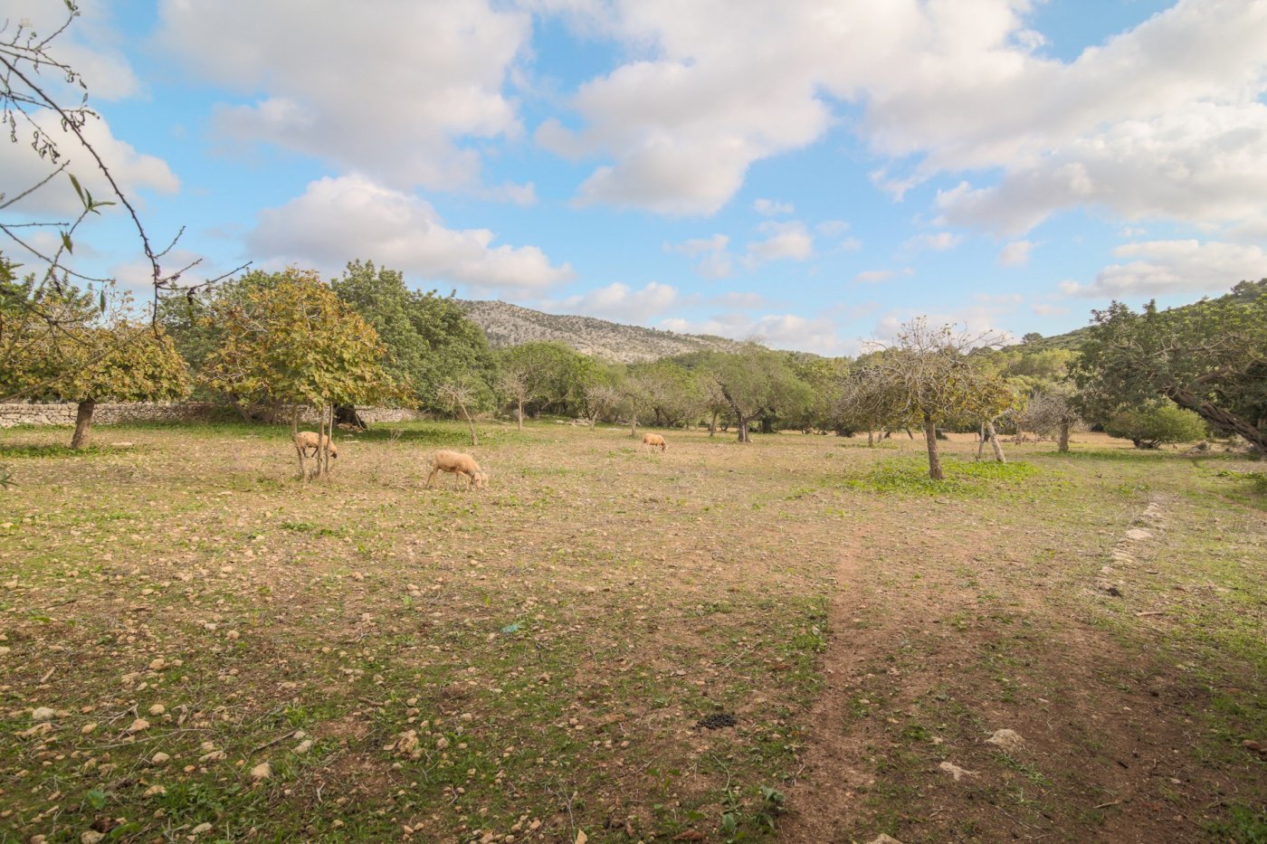 Thumbnail von Pollença Country House ES130783