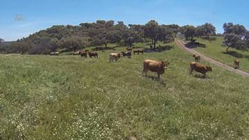 Thumbnail von Almodovar del Rio Finca ES21938