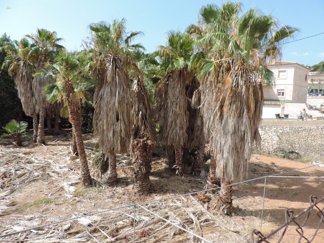 Thumbnail von Benissa Land ES135461