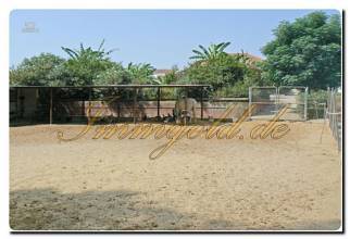 Thumbnail von Immogold Haus mit Pferdestall und Pool