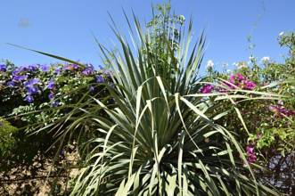 Thumbnail von Villa For Sale in Alhaurin de la Torre, Málaga