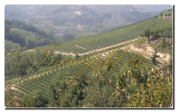 Thumbnail von Immogold in Roero apartes, gastronomisches Objekt der Extraklasse