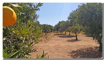 Thumbnail von Immogold Finca mit großem Grundstück, Pool und schönem Garten