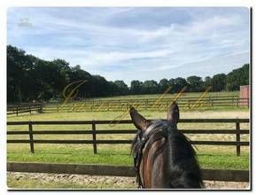 Thumbnail von Immogold, Reitanlage mit ca. 50.0000 m² Grundstück, Reithalle und Gastgewerbe