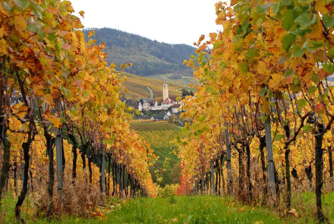 Grundstück in schöner Lage Baden-Baden OT Varnhalt