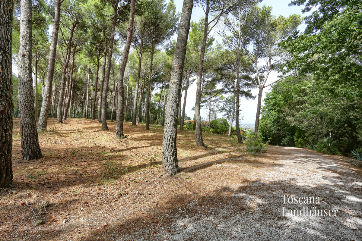 Thumbnail von Toskanische Villa mit Meerblick