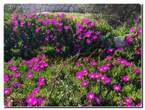 Thumbnail von Luxuriöses Baugrundstück mit Meerblick und eigenem Brunnen