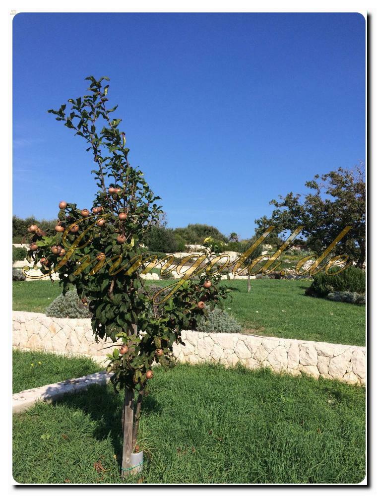 Luxuriöses Baugrundstück mit Meerblick und eigenem Brunnen