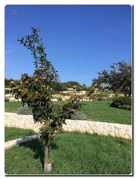 Luxuriöses Baugrundstück mit Meerblick und eigenem Brunnen