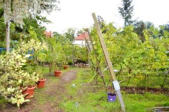 Thumbnail von Baugrund für EFH in gewachsener Schmöckwitzer Wohnlage