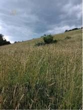 Thumbnail von Traumhaftes Grundstück nahe Neulengbach/Altlengbach