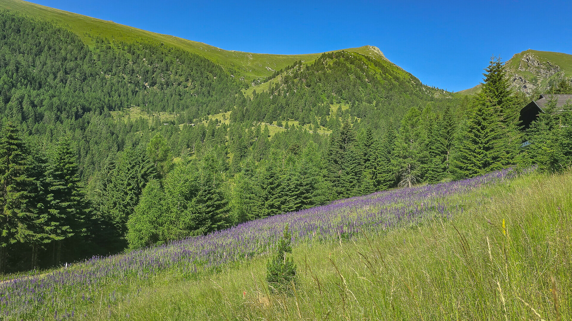 Thumbnail von ALM-CHALET 8 - Freizeitwohnsitz in Toplage