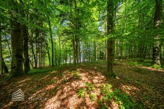 Thumbnail von Exklusives Badeparadies am Wörthersee: Ihr privates Refugium mit Seezugang und Waldidylle
