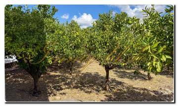 Thumbnail von Immogold Familienfreundliche Villa mit riesigen Obstgarten und vier Schlafzimmern