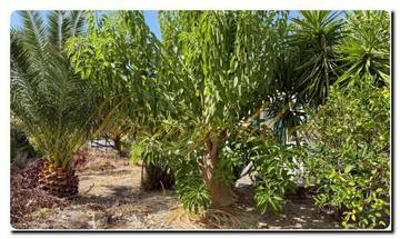 Thumbnail von Immogold Familienfreundliche Villa mit riesigen Obstgarten und vier Schlafzimmern