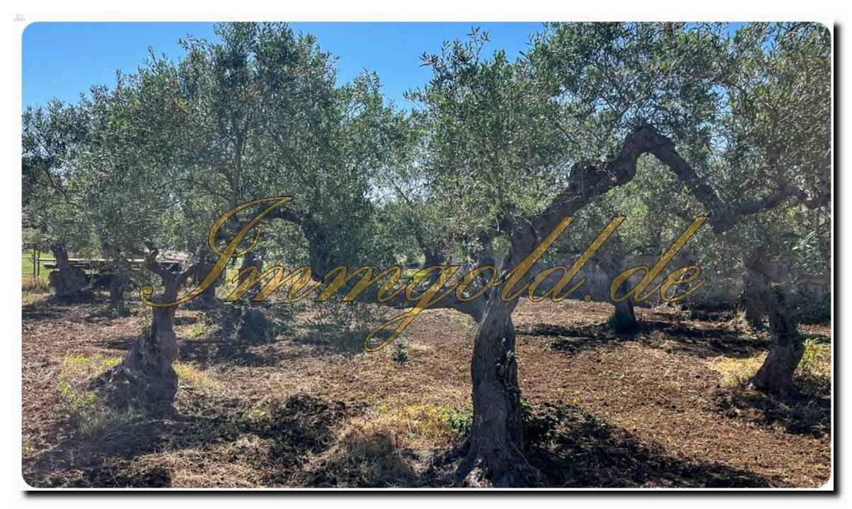 Immogold Sizilien SGS 25123 Tolles Areal inklusive eines Olivenhains und Rustuico