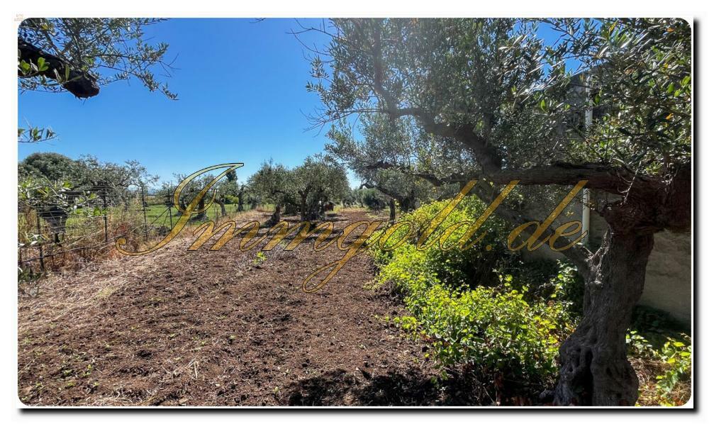 Thumbnail von Immogold Sizilien SGS 25123 Tolles Areal inklusive eines Olivenhains und Rustuico