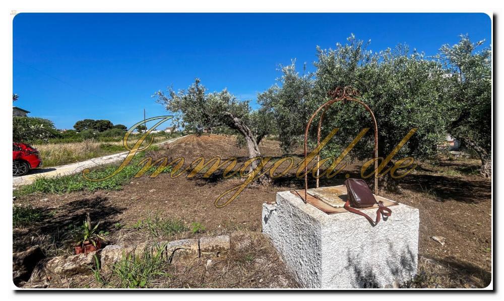 Thumbnail von Immogold Sizilien SGS 25123 Tolles Areal inklusive eines Olivenhains und Rustuico